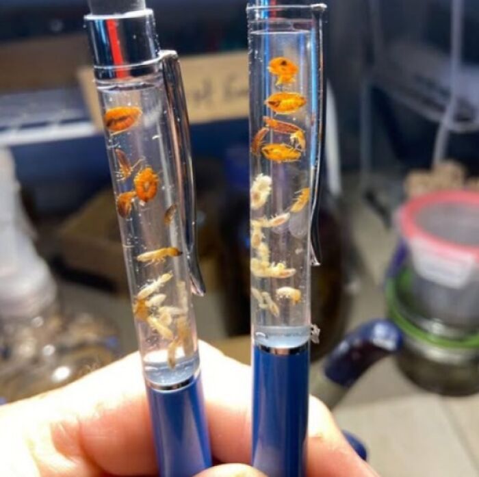 Two bizarre clear pens filled with tiny orange and white insects floating in liquid, held by a hand.