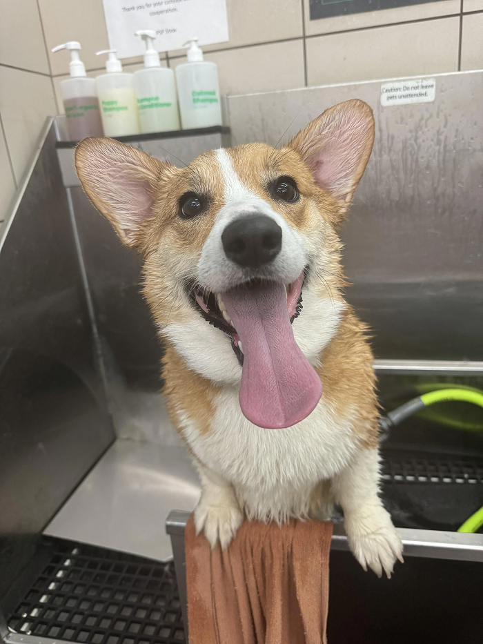 Happy corgi dog enjoying bath time with tongue out in grooming station