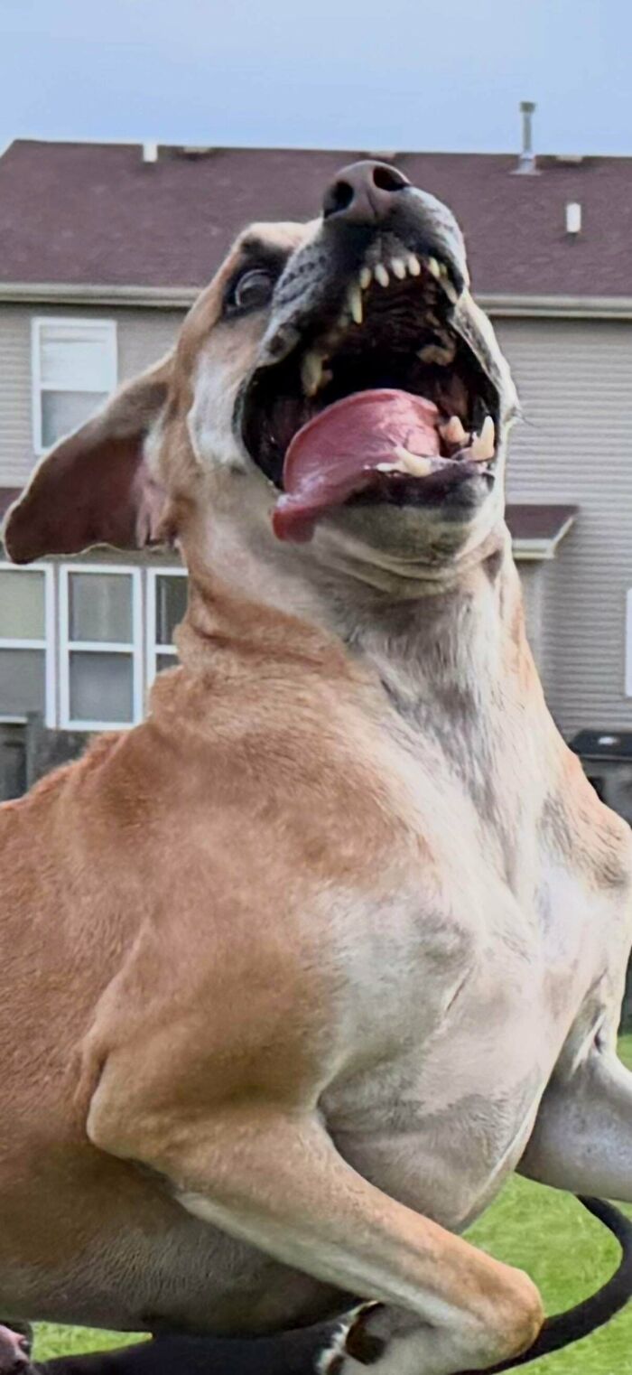 A large derpy dog with a wide open mouth, tongue out, and eyes looking ridiculous, caught mid-action outdoors.