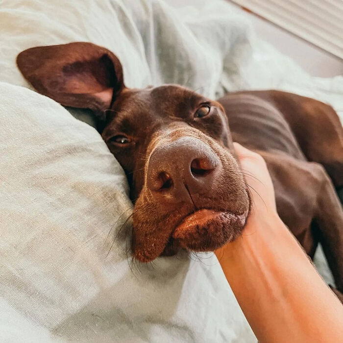 61 Derpy Dog Photos Shared By This Page That Prove Even The Cutest Pups Have Bad Angles