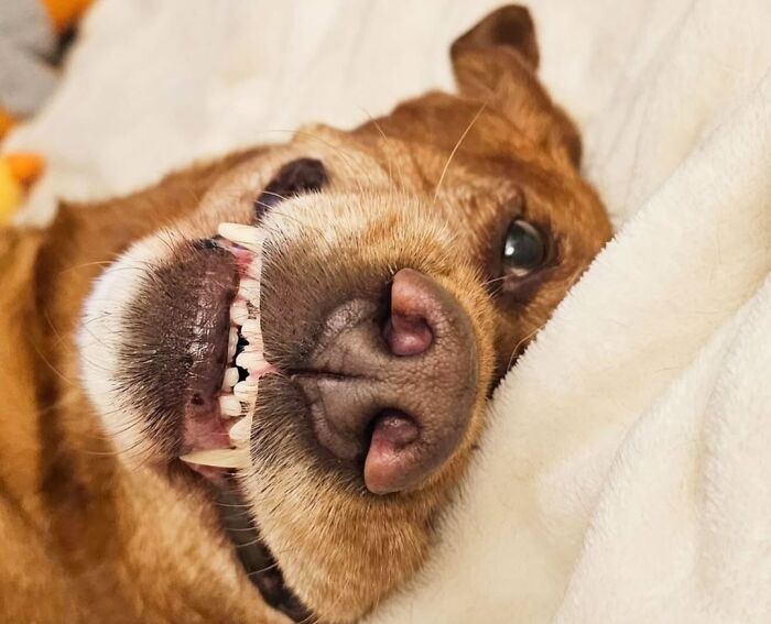 61 Derpy Dog Photos Shared By This Page That Prove Even The Cutest Pups Have Bad Angles