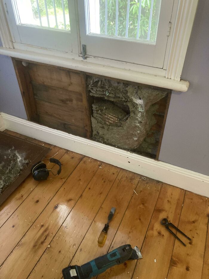 An open wall revealing a giant, bizarre wasp nest inside, making sure they're not hallucinating its presence.