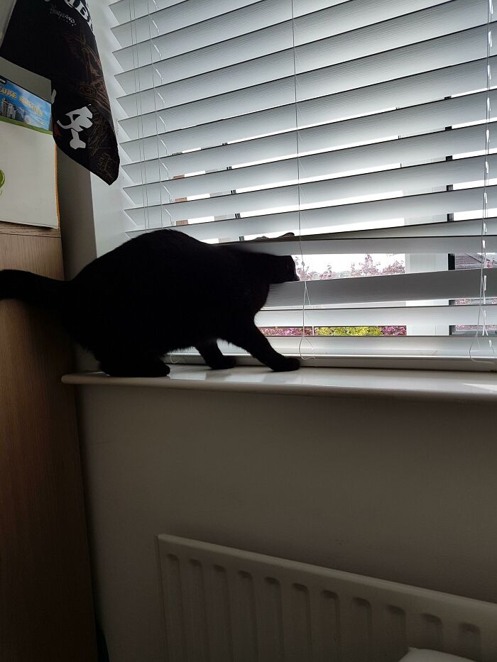Don't Worry I Saved Him