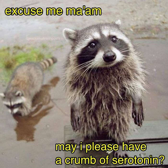 “Nocturnal Trash Posts”: 30 Of The Best Raccoon Memes This Dedicated Instagram Account Has To Offer