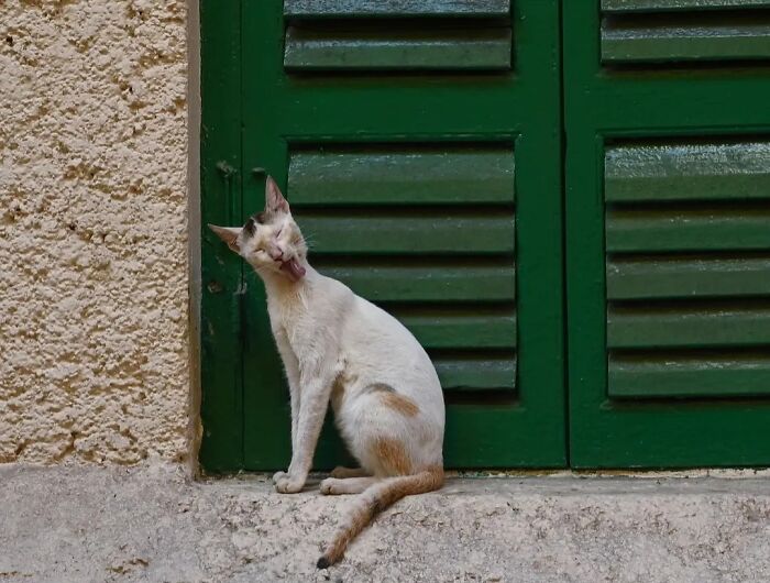 A white cat with brown spots yawning widely, sitting on a ledge against green shutters, representing animals living on the streets.