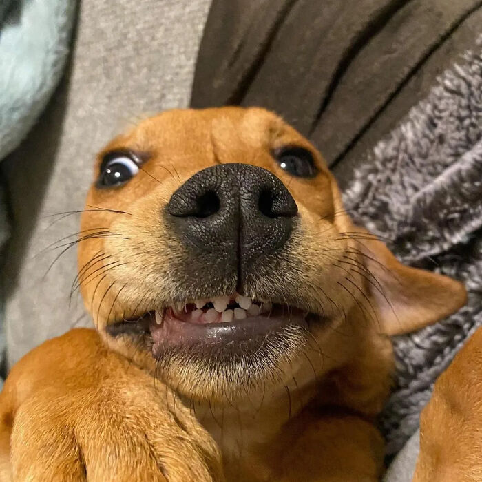 61 Derpy Dog Photos Shared By This Page That Prove Even The Cutest Pups Have Bad Angles