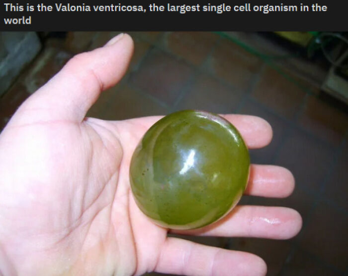 A hand holding a large, green, single-cell organism, Valonia ventricosa, a forbidden food to consume.
