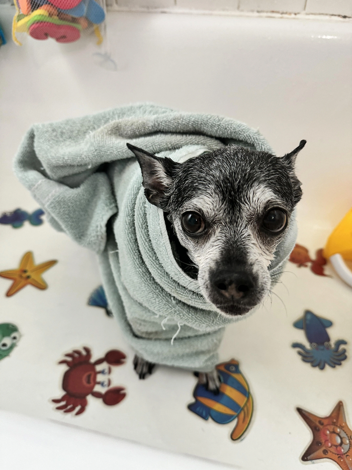 Small dog wrapped in towel in a bath with ocean animal stickers looking at owner
