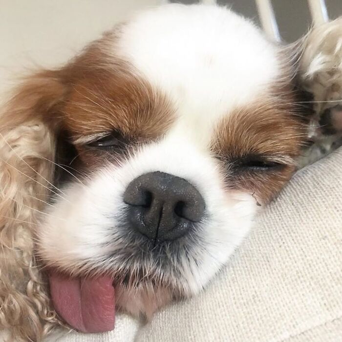61 Derpy Dog Photos Shared By This Page That Prove Even The Cutest Pups Have Bad Angles