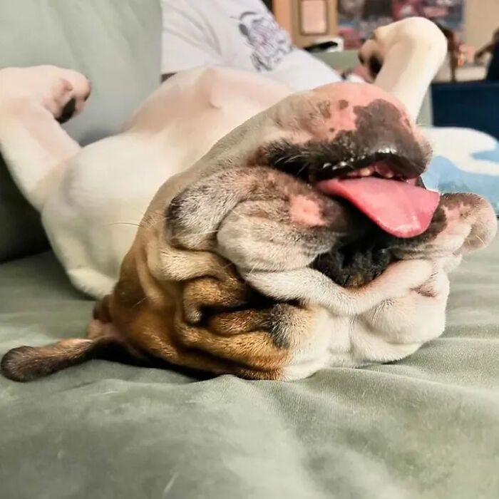 61 Derpy Dog Photos Shared By This Page That Prove Even The Cutest Pups Have Bad Angles