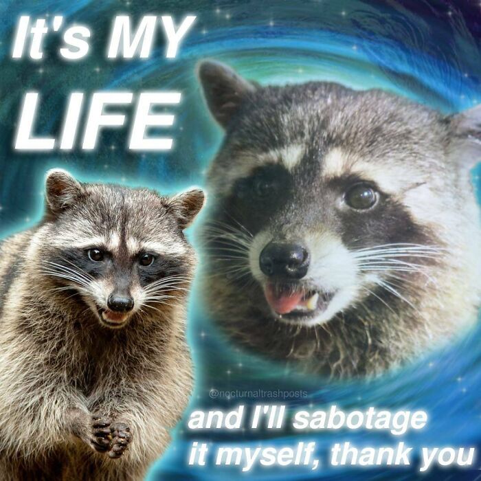 “Nocturnal Trash Posts”: 30 Of The Best Raccoon Memes This Dedicated Instagram Account Has To Offer