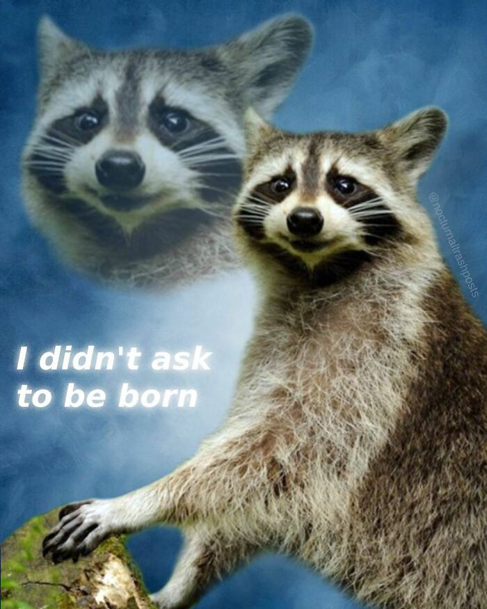“Nocturnal Trash Posts”: 30 Of The Best Raccoon Memes This Dedicated Instagram Account Has To Offer