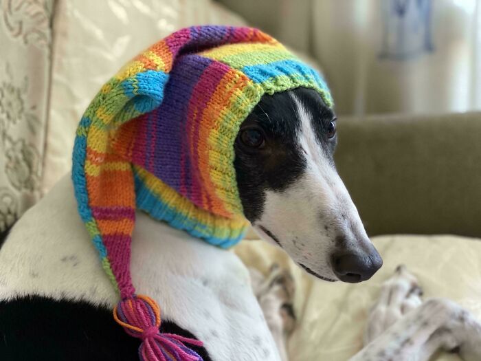 A sleek white and black dog wearing a colorful knitted rainbow hat, looking derpy and ridiculous, showcasing funny animals.