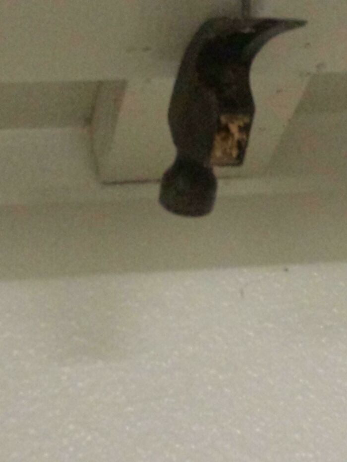A hammer stuck in the ceiling, a clear DIY fail from someone whose confidence outpaced their skills.