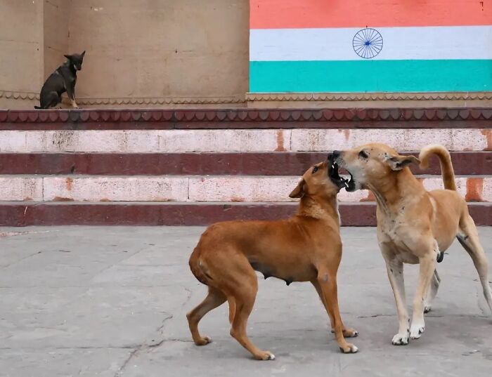 Two animals living on the streets playfully fighting in front of the Indian flag.