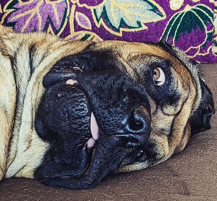 61 Derpy Dog Photos Shared By This Page That Prove Even The Cutest Pups Have Bad Angles