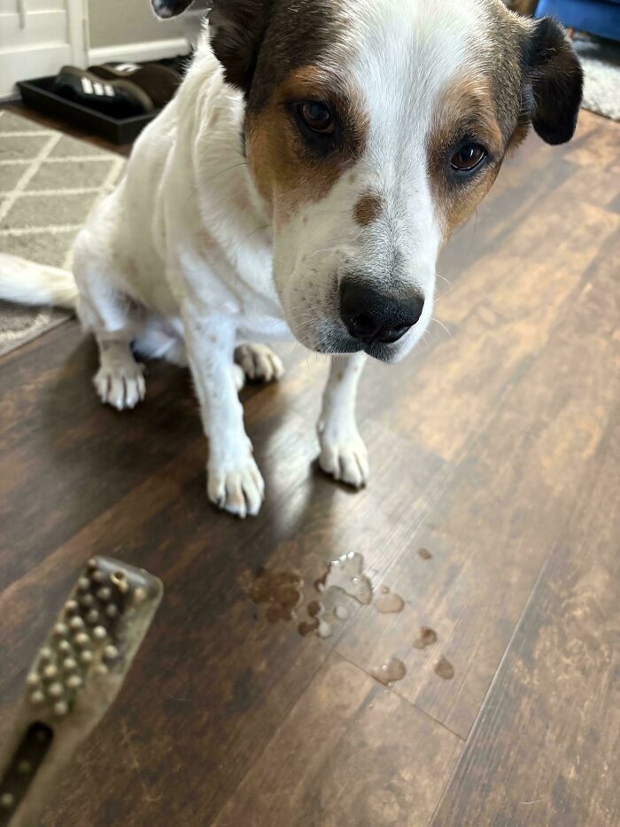 A derpy dog sits on a wooden floor, looking guilty next to a small puddle and a dirty brush.