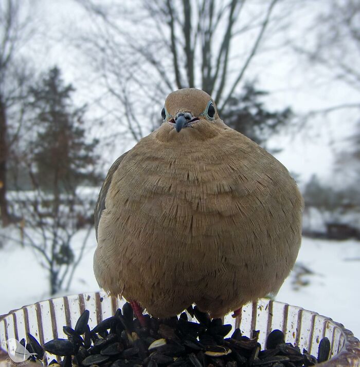 Woman Put a Camera On Bird Feeder In Her Yard, Here Is What It Has Caught (35 New Pics)
