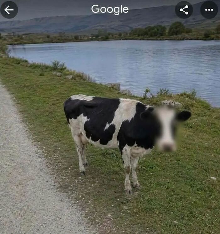 Cow standing near a lake on a countryside path