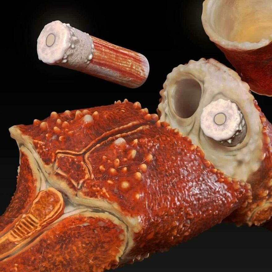 A chaotic image of a cross-section of a crab leg and body, revealing its internal structure, that is disturbing to see.