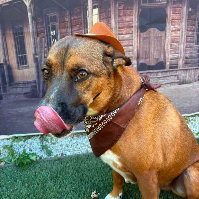 A brown derpy dog wearing a cowboy hat and bandana, with its tongue sticking out, in front of a western backdrop.