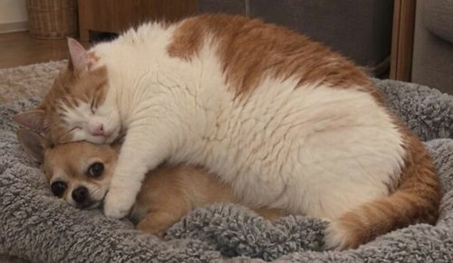 34 nowych zdjęć uchwyconych w idealnym momencie, udostępnionych przez „Important Animal Images”