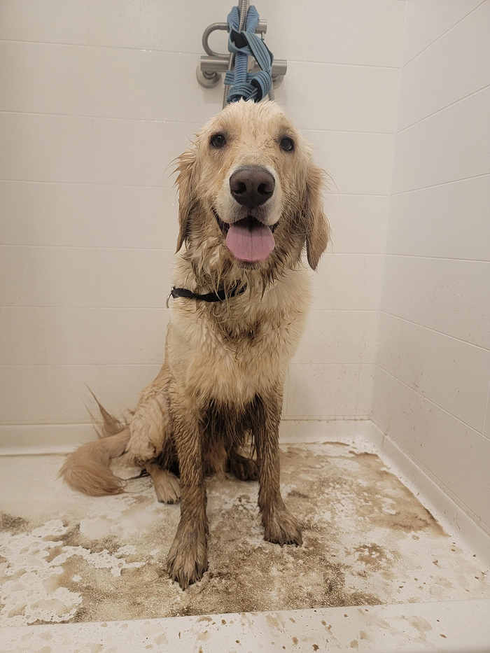 Golden retriever covered in mud sitting in shower looking at owner after bath time