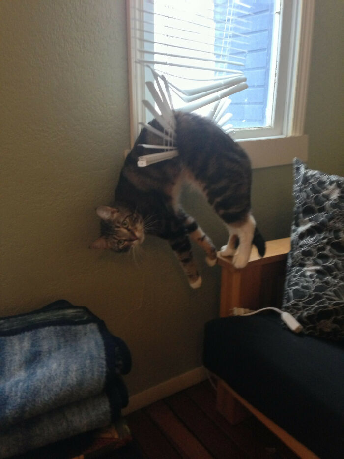 My Cat Stuck In The Blinds