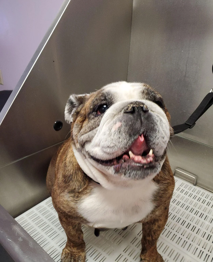Smiling bulldog standing in grooming sink