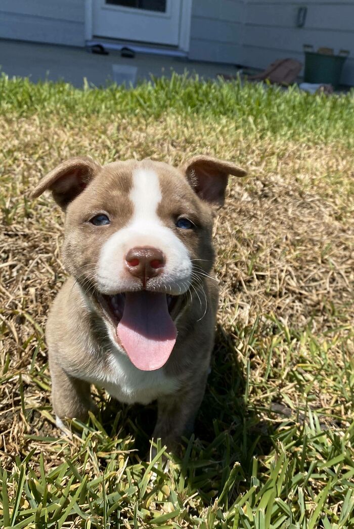 Adopted This Sweet Baby Boy Today. His Name Is Pickles!