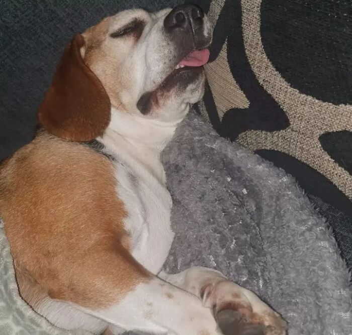 61 Derpy Dog Photos Shared By This Page That Prove Even The Cutest Pups Have Bad Angles