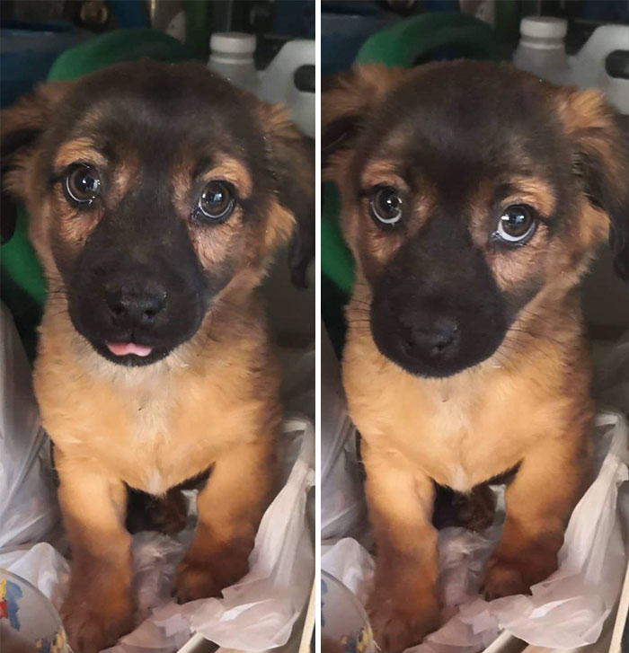 We Rescued This Little Guy From The Streets. His Face Can Melt Hearts
