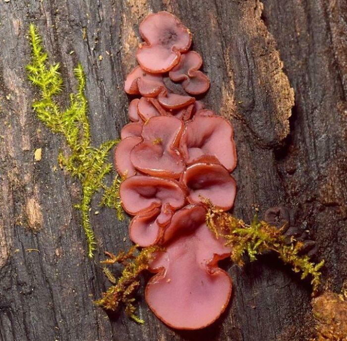 A cluster of pink, ear-shaped fungi growing on a dark log with green moss, representing a forbidden food source.