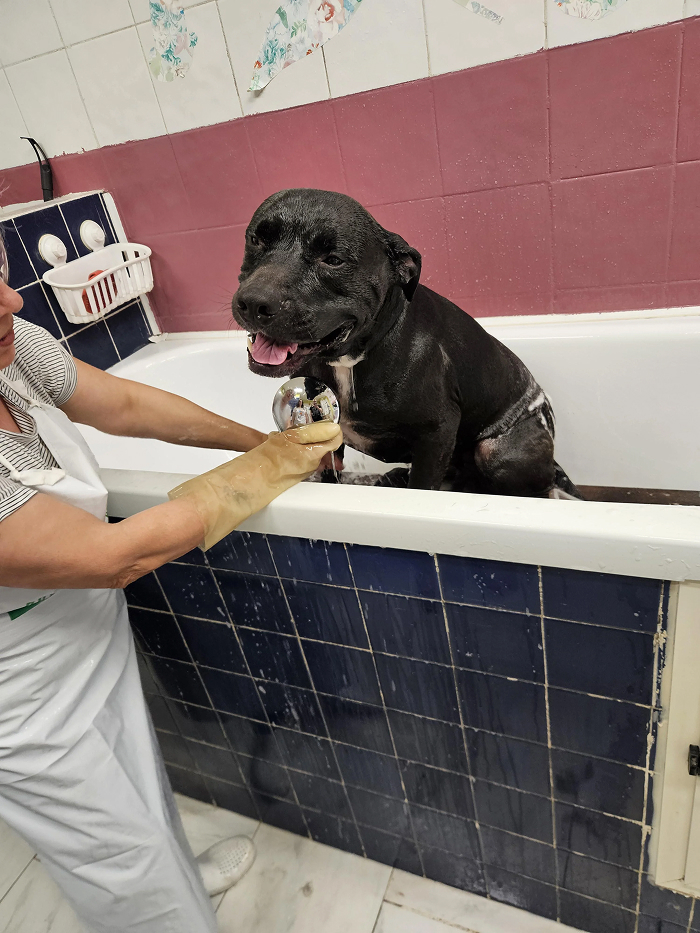 Black dog being bathed in tub with owner holding showerhead