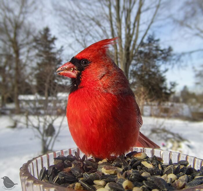 Woman Put a Camera On Bird Feeder In Her Yard, Here Is What It Has Caught (35 New Pics)