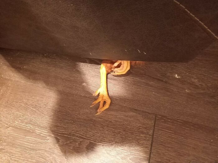 "Oh, I Wonder Where The Chicken We-" P.s. She's Fine. She Just Thinks She's A Cat And Then Gets Stuck When She Cannot Liquify Like A Cat