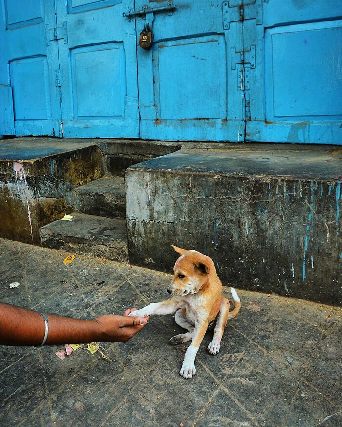 A person's hand reaching out to a small street dog, which gently offers its paw, depicting the strange reality of animals living on the streets.