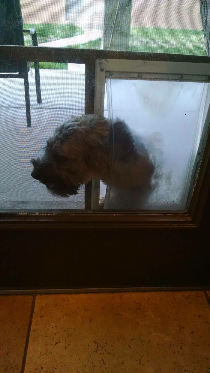 My Dog Thinks This Is The Only Way To Get In