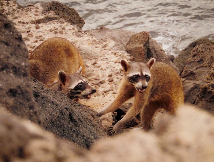 Mexican Island Raccoons Stun Researchers By Making Toys From Beach Club Trash And Sand