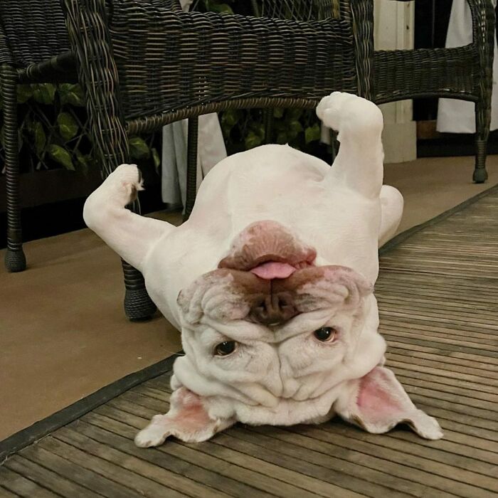 61 Derpy Dog Photos Shared By This Page That Prove Even The Cutest Pups Have Bad Angles