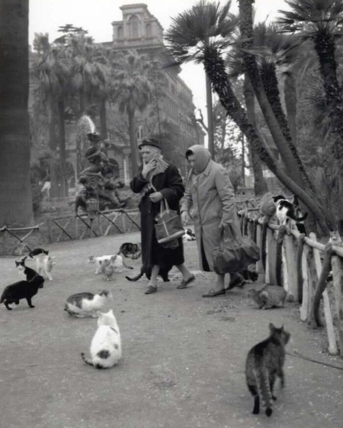 A charming vintage photo of women surrounded by numerous outdoor cats in a European plaza