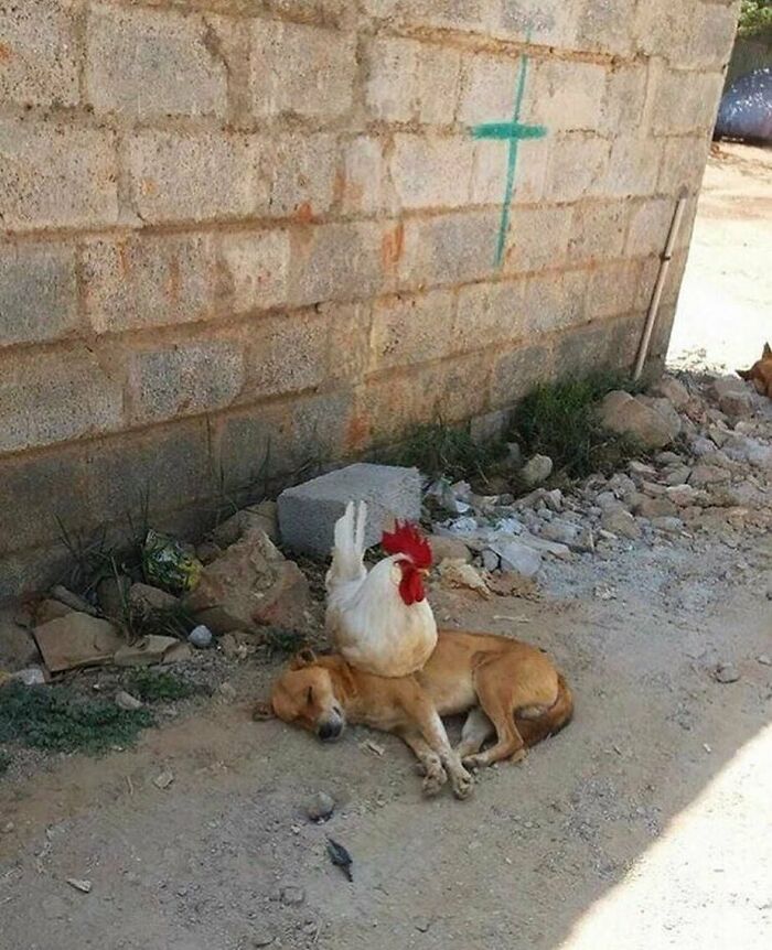 'Not My Animal': 40 Animal Pics That Just Don't Make Any Sense, As Shared On This Instagram Account