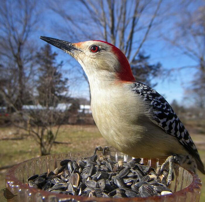 Woman Put a Camera On Bird Feeder In Her Yard, Here Is What It Has Caught (35 New Pics)