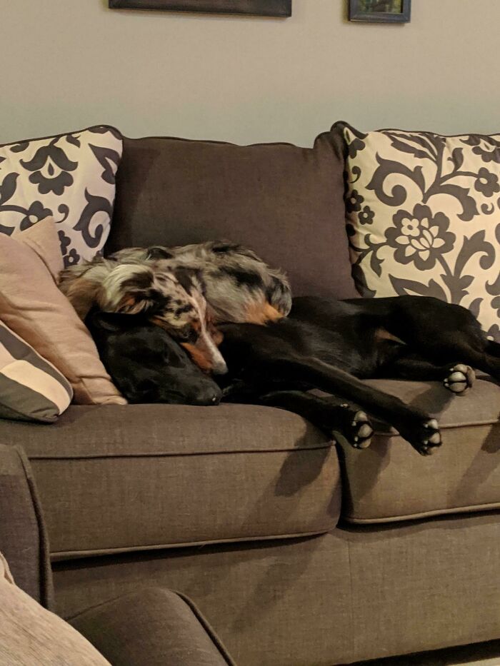 We Rescued A Terrified Australian Shepherd As A Friend For Our Dog. Now He Doesn't Leave His Side