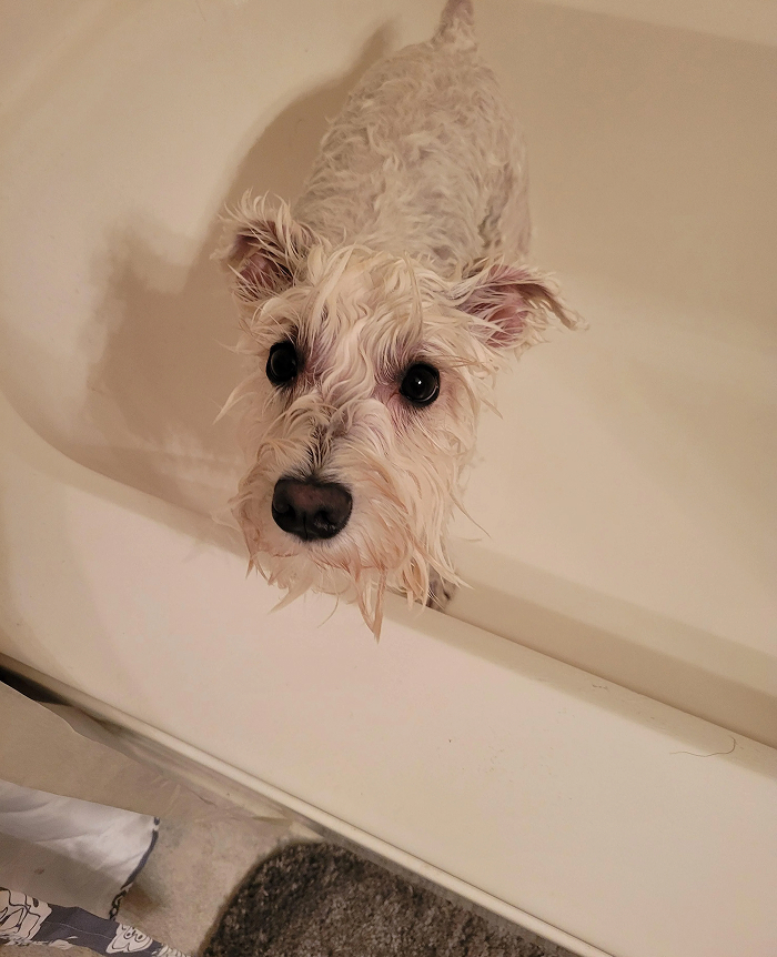 White dog looking up from bathtub with bath time expression