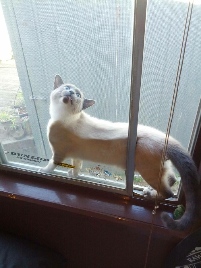 This Idiot Got Himself Stuck Today