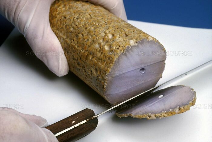 A gloved hand holds a cylindrical forbidden food, sliced to reveal a purple interior.