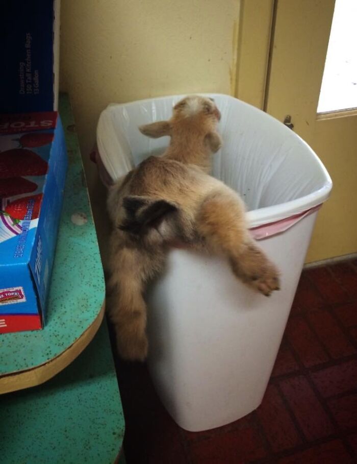 Heard Something Going On In The Kitchen Then Heard Screams Of [darn] [end]. Walked In And Saw This. A Goat Stuck In My Trash Can