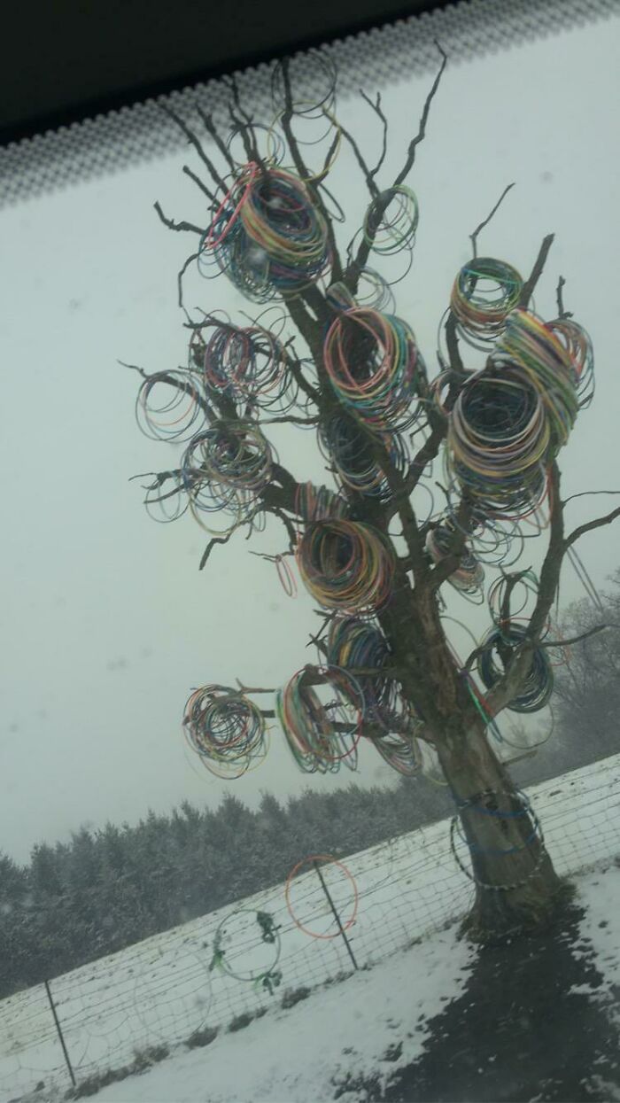A bizarre thing: a bare tree in a snowy landscape adorned with many colorful plastic hoops, a truly strange decoration.