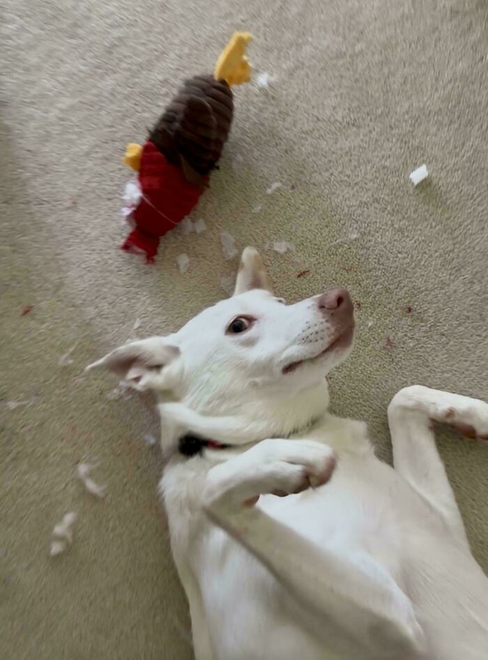 A white derpy animal, a dog, lies on its back next to a destroyed toy, looking guilty and ridiculous.